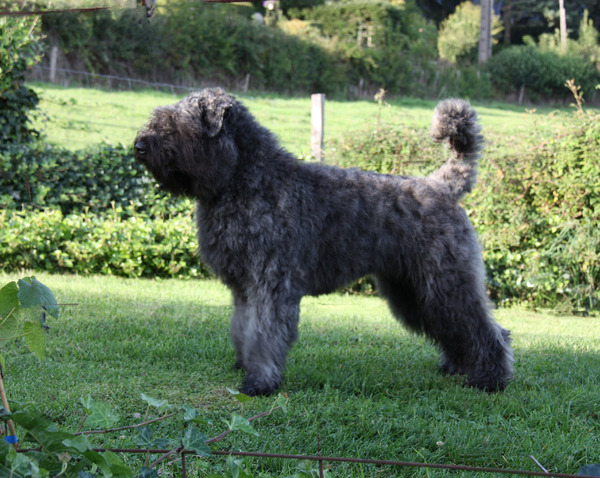 Black Mystic Legend     Bouvierliefhebbers