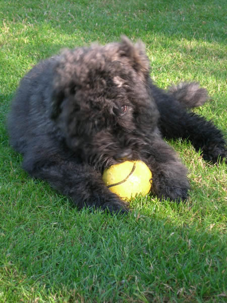 Black Mystic Legend     Bouvierliefhebbers