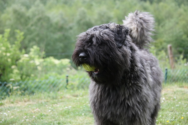 Black Mystic Legend     Bouvierliefhebbers