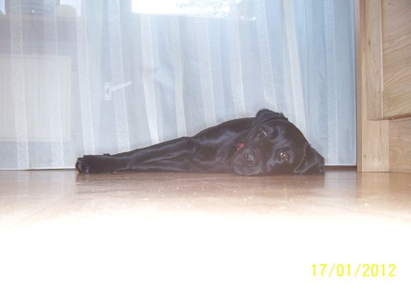 Marley doet een heerlijk dutje