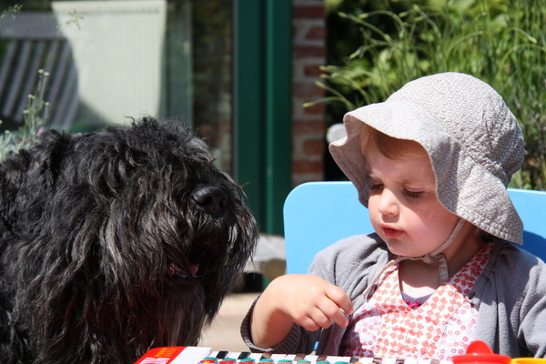 Black Mystic Legend     Bouvierliefhebbers