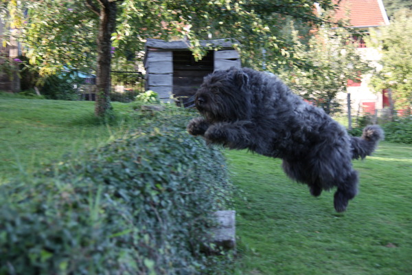 Black Mystic Legend     Bouvierliefhebbers