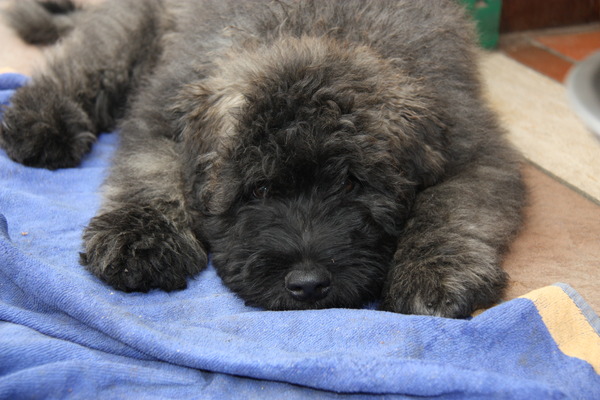 Black Mystic Legend     Bouvierliefhebbers