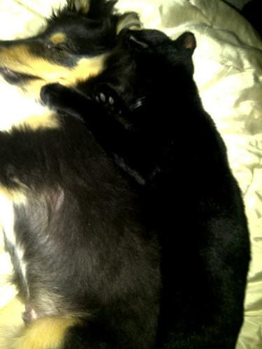 Bailey en Knurfie slapen lepeltje lepeltje