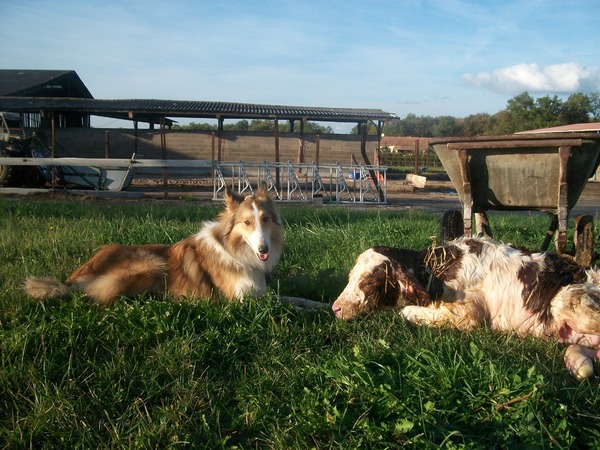 Schotse Herdershond, Langhaar