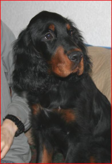 Gordon Setter