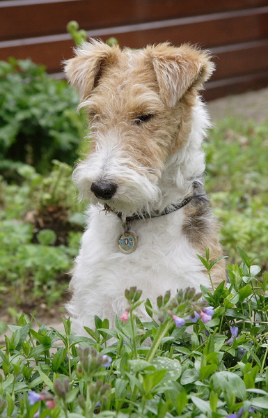 Foxterrier, draadhaar