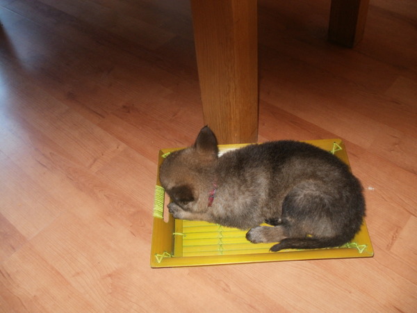 hier kan ik ook wel slapen 