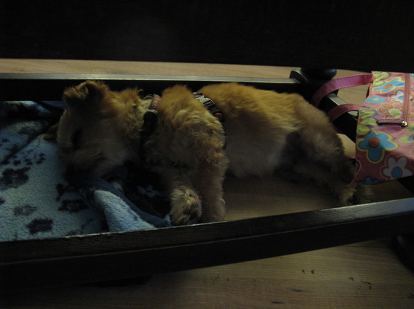 lekker in dromenland!