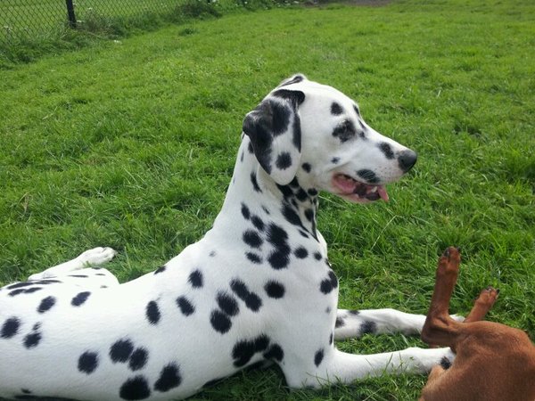Dalmatische hond