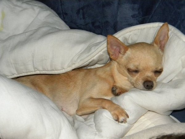 Lekker warm in het deken