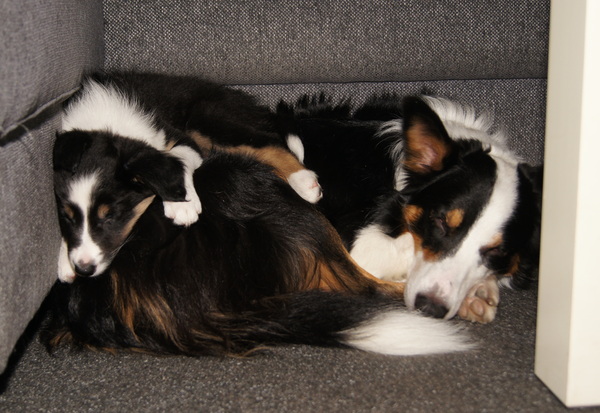 Gezellig bij papa...