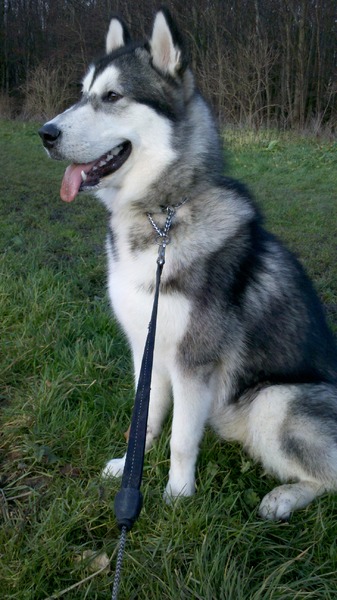 Alaskan Malamute