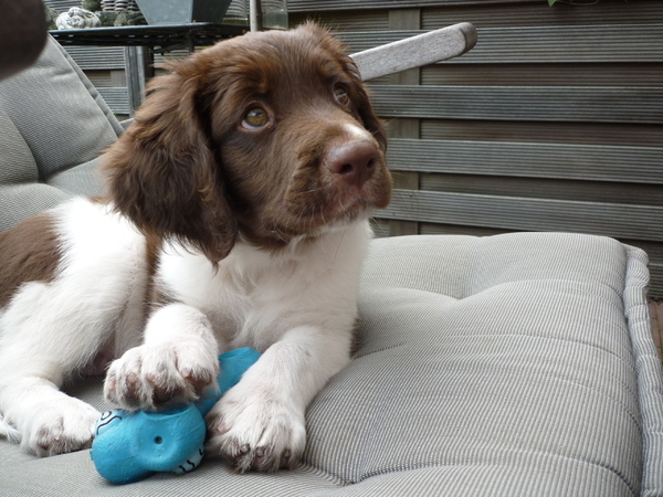 Drentsche Patrijshond