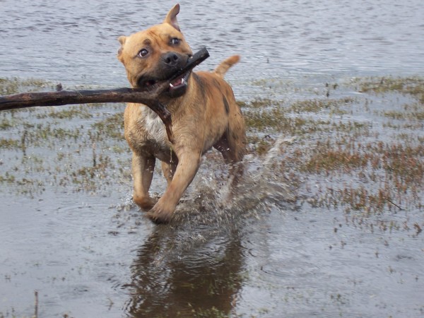 Staffordshire Bull Terrier