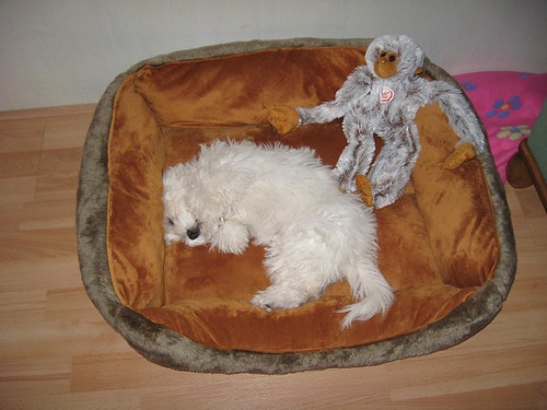 het aapje waakt over slapende Danja!