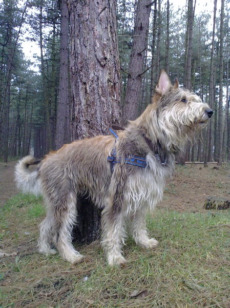 Picardische Herdershond