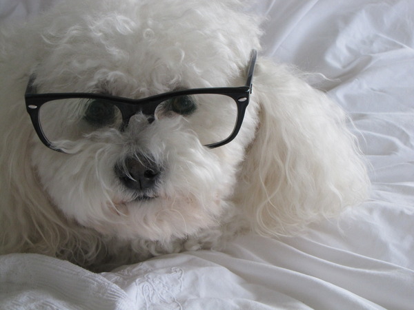 Bichon Frise