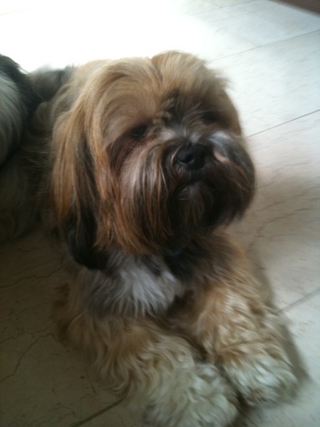 Lhasa Apso