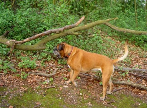 Boxer