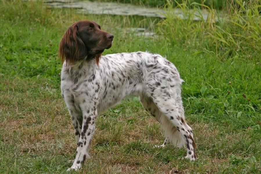 Duitse Staande Hond, Langhaar