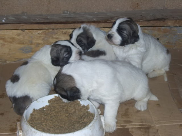 Ciobanesc Romanesc Mioritic