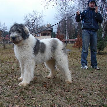 Ciobanesc Romanesc Mioritic