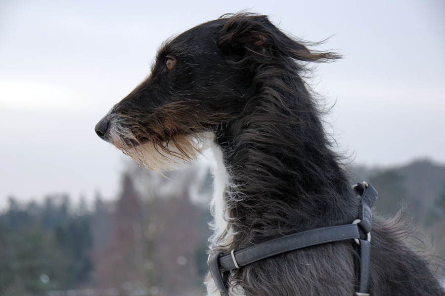 Galgo Español