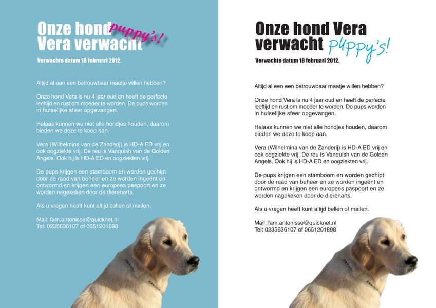 Goldenpups van Antonisse