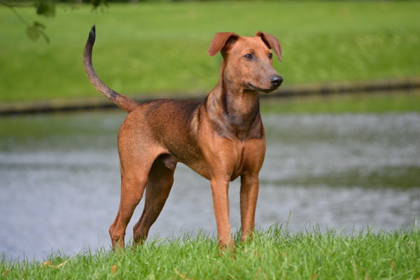 Duitse Pinscher