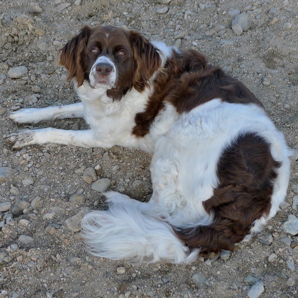 Drentsche Patrijshond