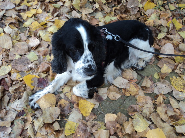Engelse Cocker Spaniel