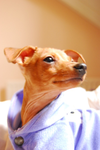 Dwergpinscher