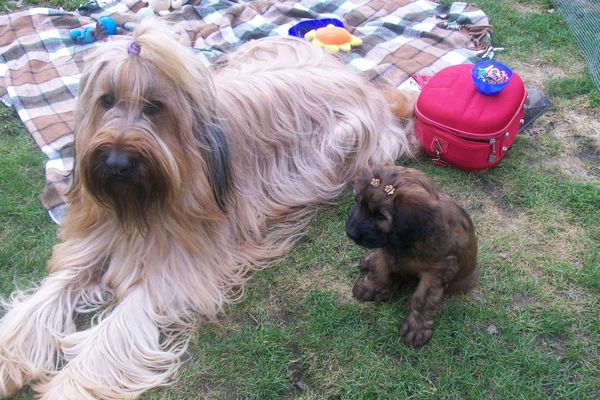 Briard