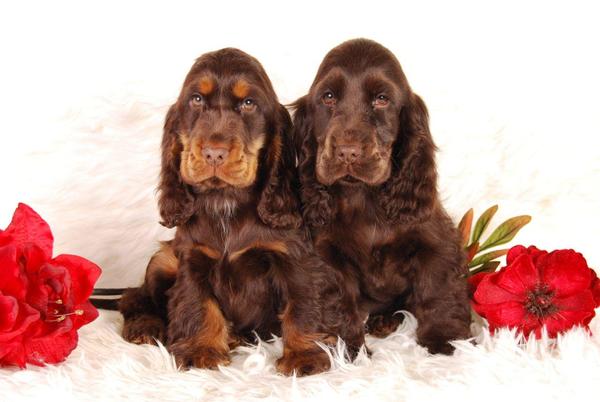 @ Csipirkei cockers @