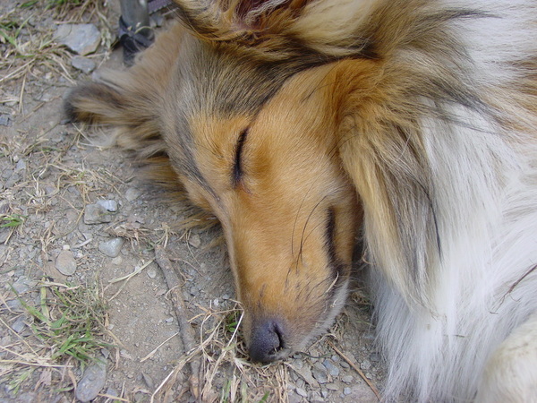 slaap...maxie...slaap...