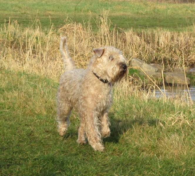 Irish Softcoated Wheaten Terriër