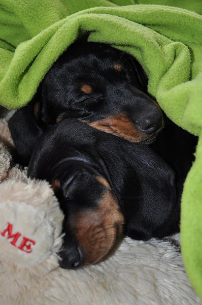 de slapende tweeling