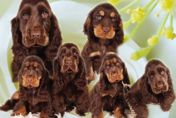 @ Csipirkei cockers @