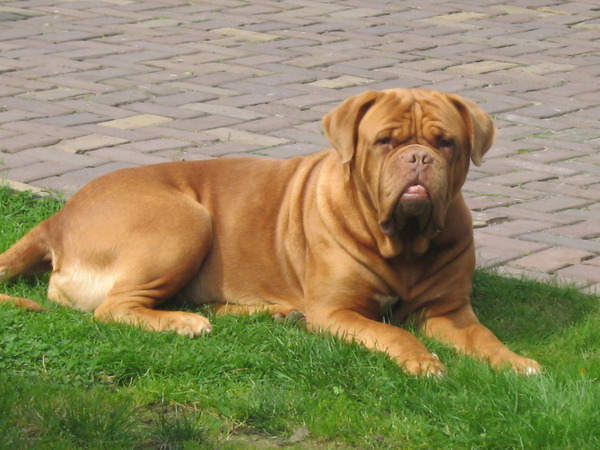 Bordeauxdog