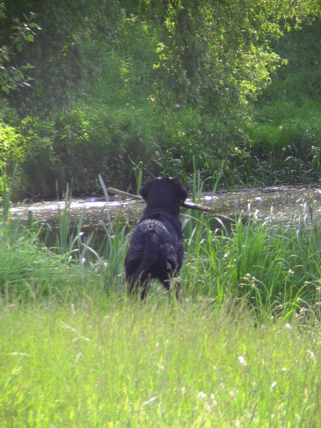 Met de stok in de bek, al zoekend naar de volgende stok die hij uit het water zal vissen!