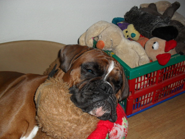 Doortje met haar nestknuffel.