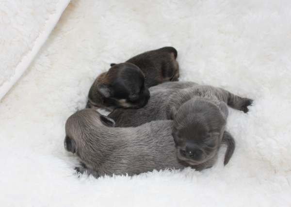 chikechihuahua