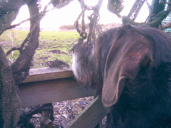 Duitse Staande Hond, Draadhaar