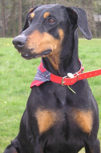 Dobermann