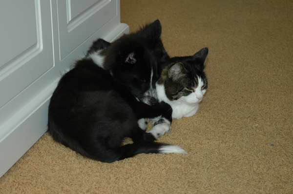 lekker warm tegen de kat aan