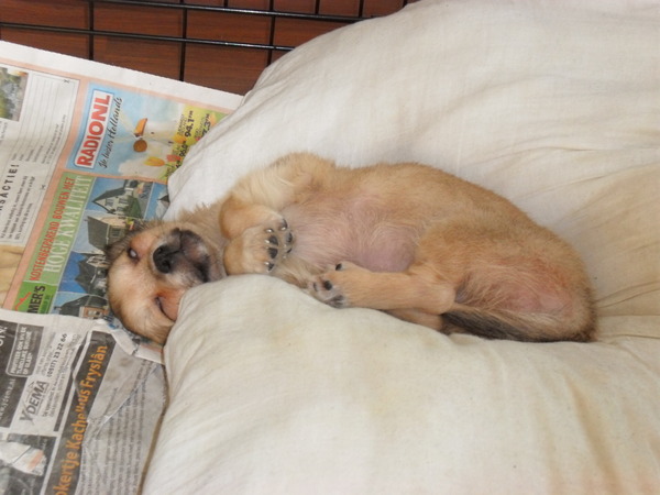 Lekker kan dit toch niet liggen?