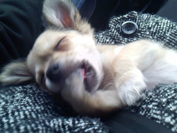 Slapend je voet opeten