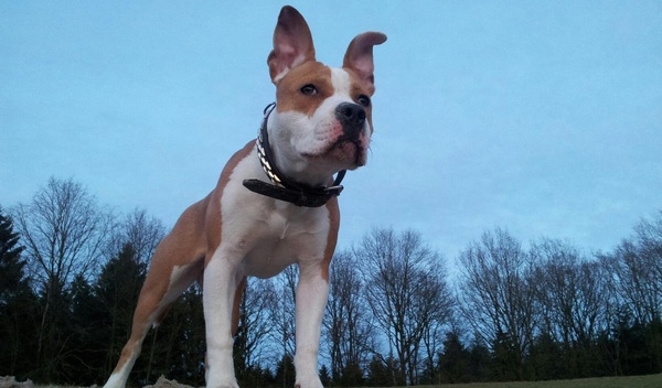 American Staffordshire Terrier