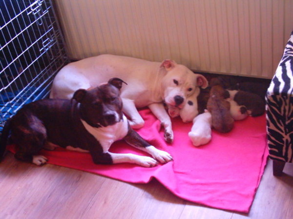 me doggie met zijn gezinnnetje 4/5 jaar geleden lovee!!!!!